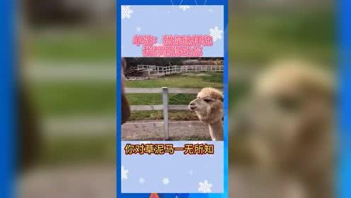 娱乐吃瓜音乐是什么